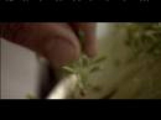 Versión española - Un día en El Bulli