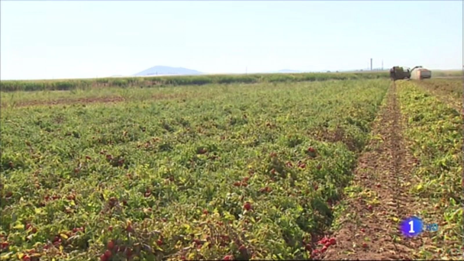 Campaña de riego en el Canal de Orellana - RTVE.es