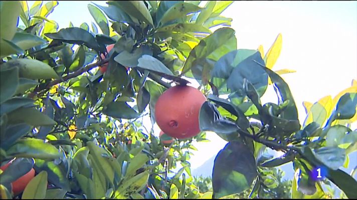 L'informatiu - Comunitat Valenciana - L'Informatiu Comunitat Valenciana 2 - 28/02/22