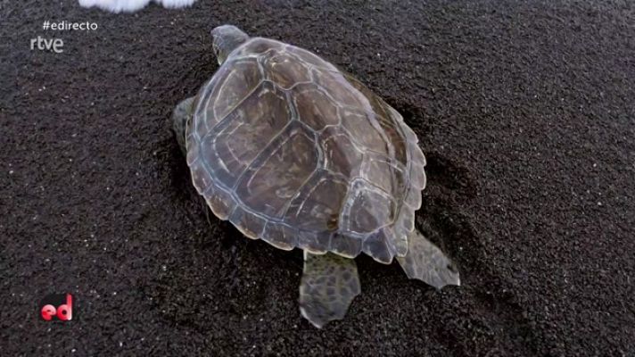Recuperación de tortugas marinas