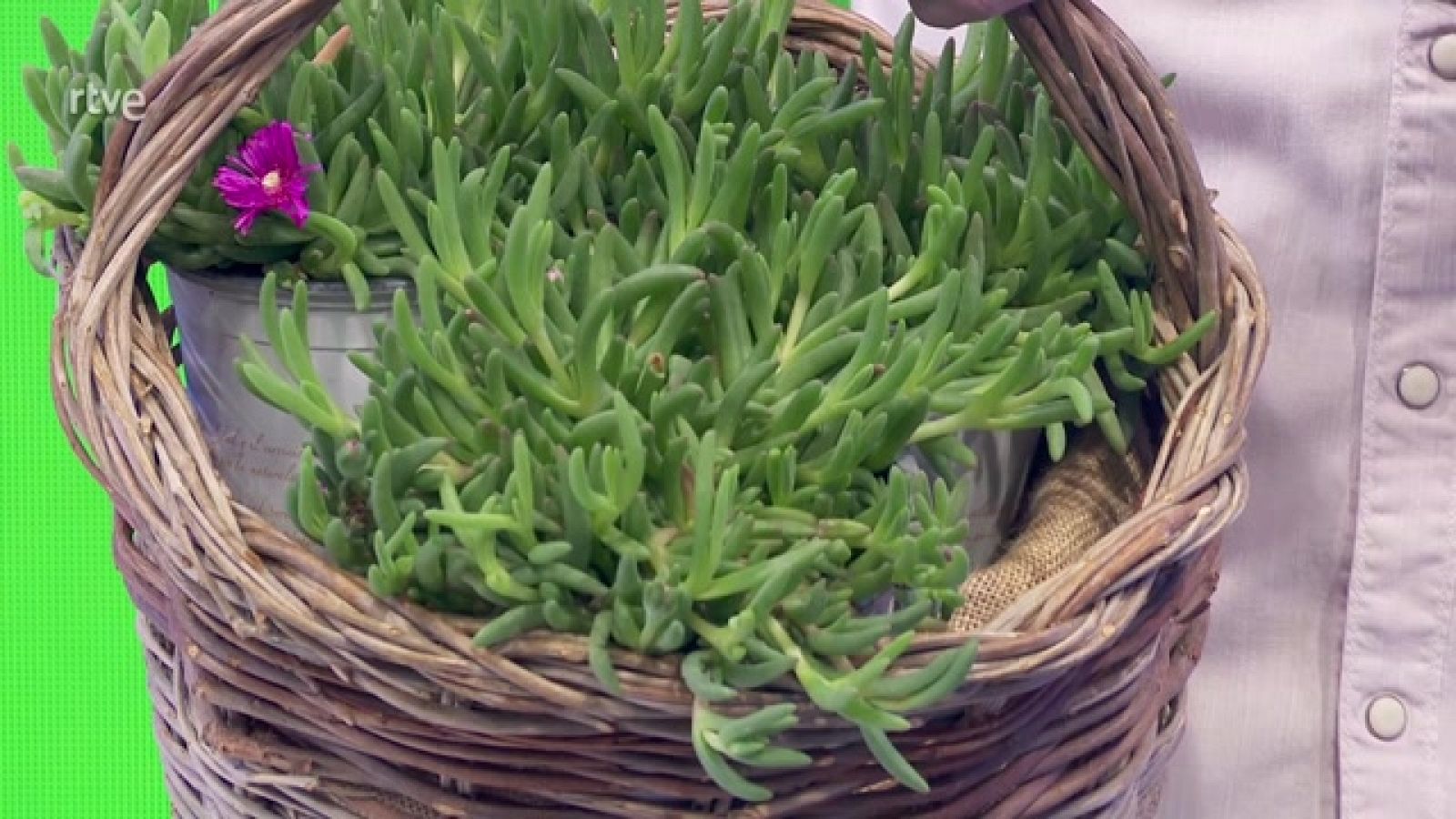 Aquí la Tierra - Uña de gato, una apuesta para el huerto