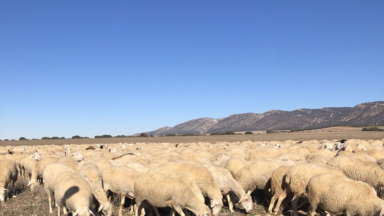 El escarabajo verde - Invierno - ver ahora