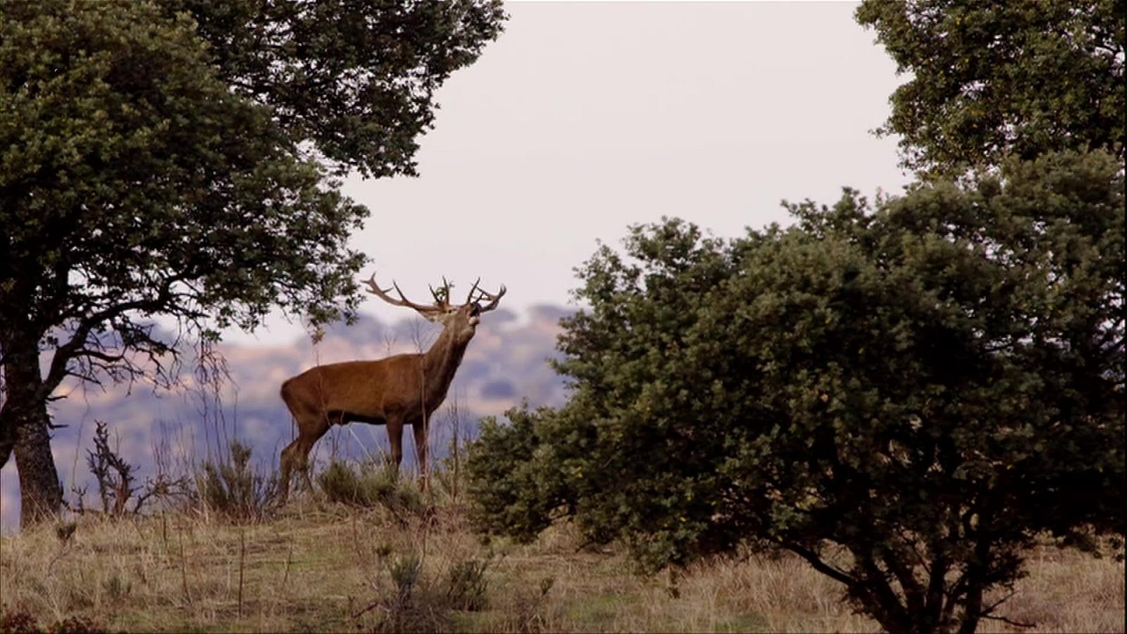 Jara y sedal - Luz y naturaleza - Documental en RTVE