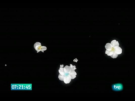  - El jardín de los sueños