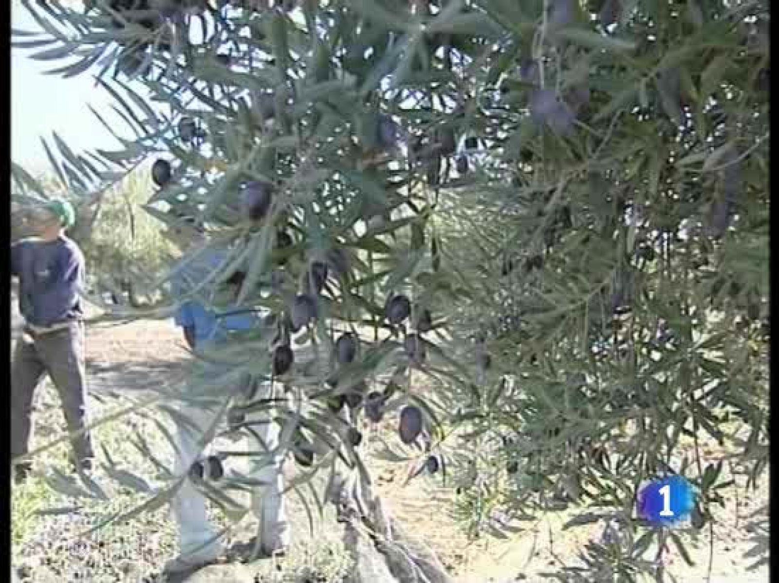 Preocupación en el sector olivarero por la campaña que acaba de comenzar | Ver