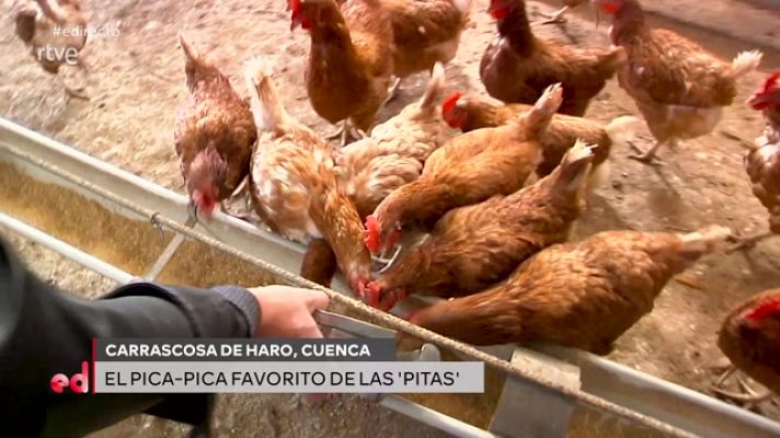 España Directo - Así son los mejores huevos del mundo