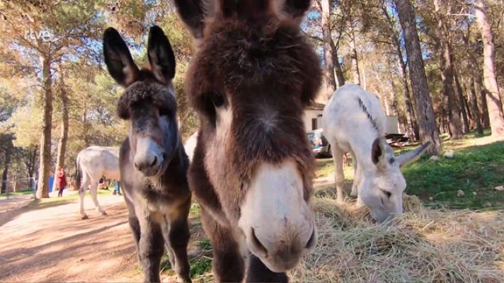 Aquí la Tierra - Reserva de burritos, ¡una gran familia!