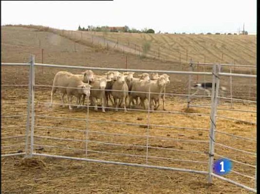Noticias de Extremadura - Adiestrando a perros pastores