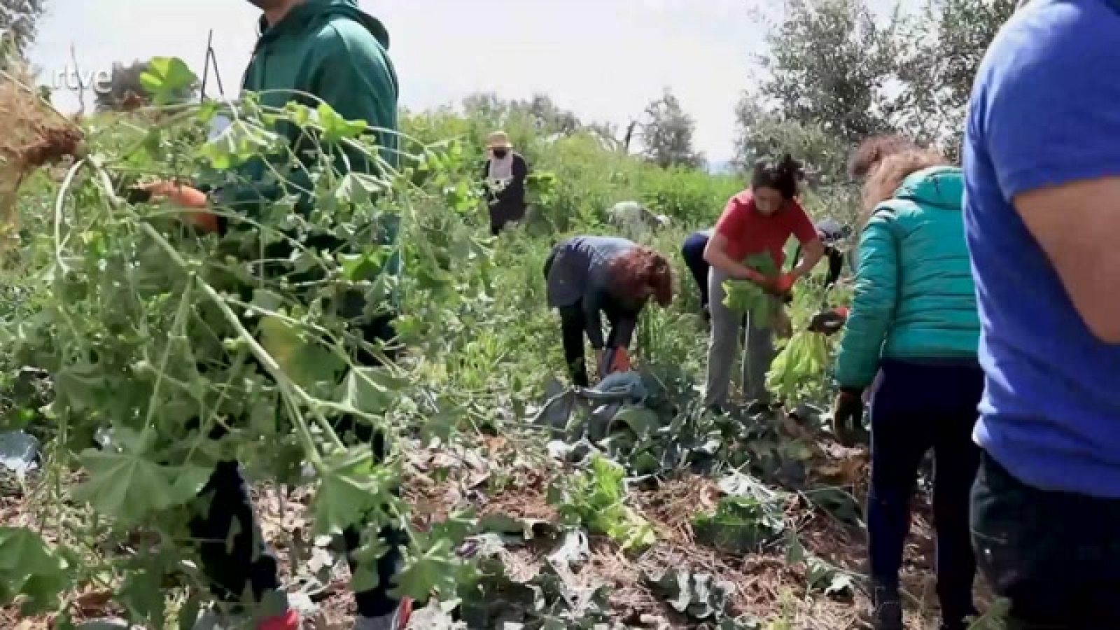 La aventura del saber - Inter Rives: Um-Sliman, agricultura ecológica en Palestina - ver ahora