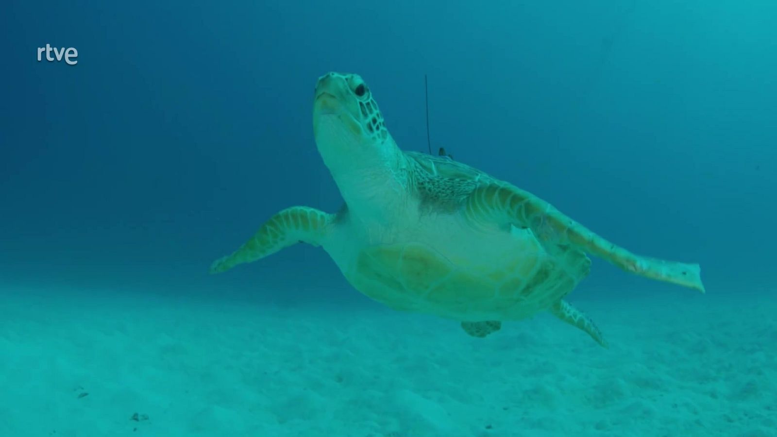 Australia con Julia Bradbury - Episodio 3: Del arrecife hasta la selva - Documental en RTVE