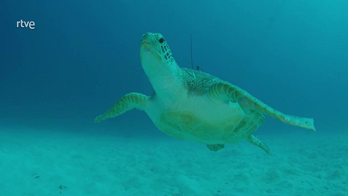 Del arrecife hasta la selva