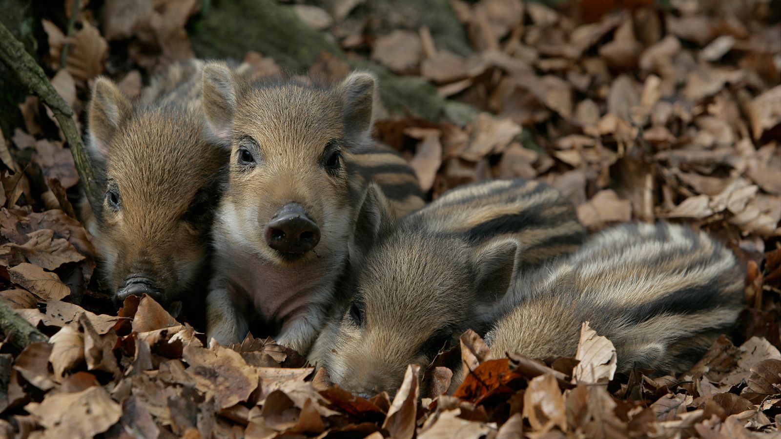 Somos documentales - Tiernas y salvajes: adorables crías animales - Documental en RTVE