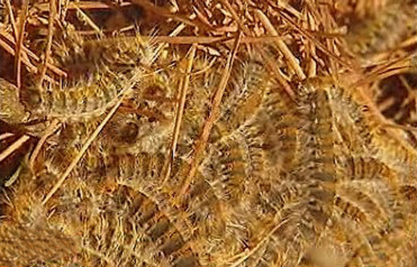 España Directo - Millones de orugas | Ver