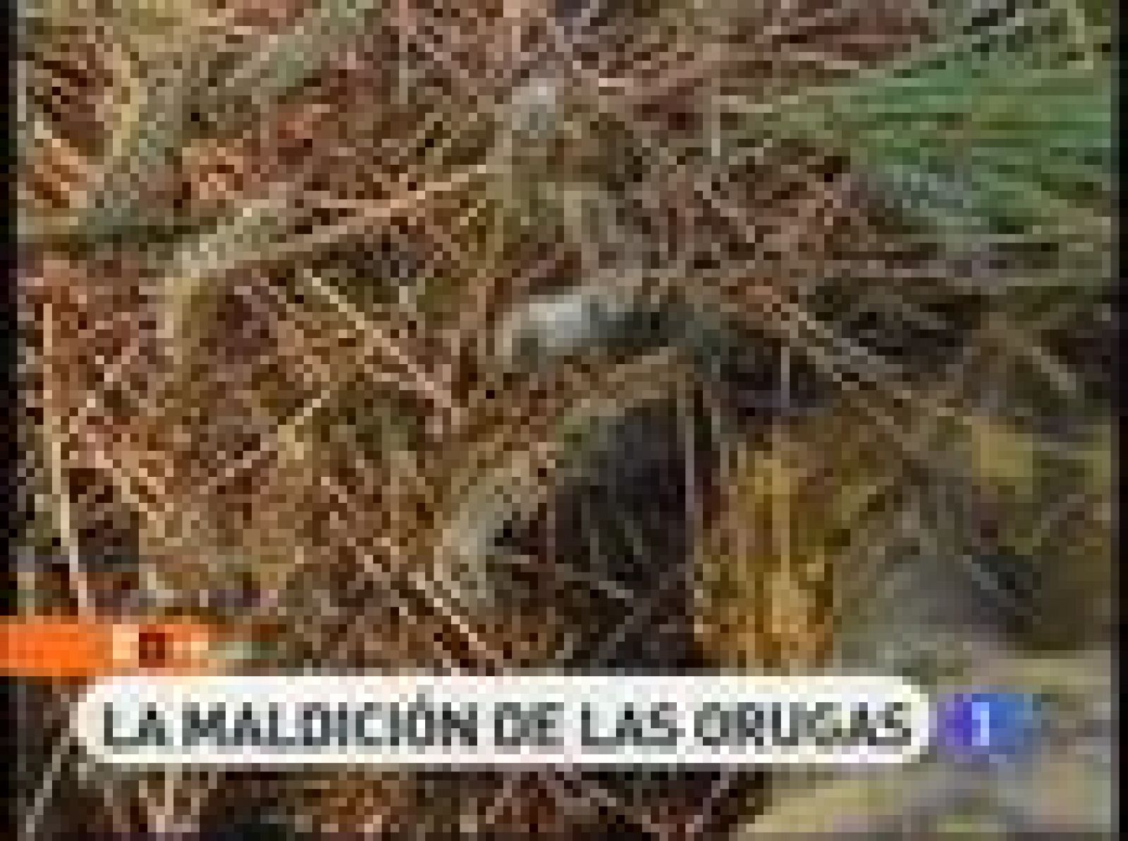 Esta temporada, la recogida de piña en Pedrajas de San Esteban (Valladolid), está siendo complicada. Los recolectores tienen que enfrentarse, cada día, a cuadrillas organizadas que les roban la cosecha, y a una plaga de orugas que ha invadido la comarca. 