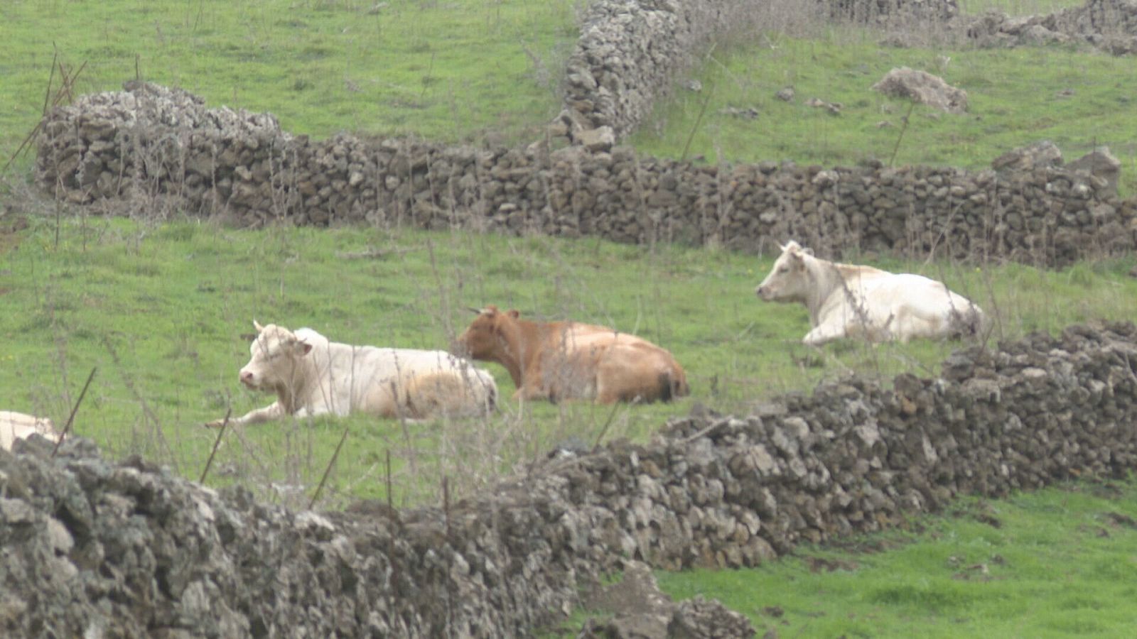 La ganadería canaria pide medidas urgentes