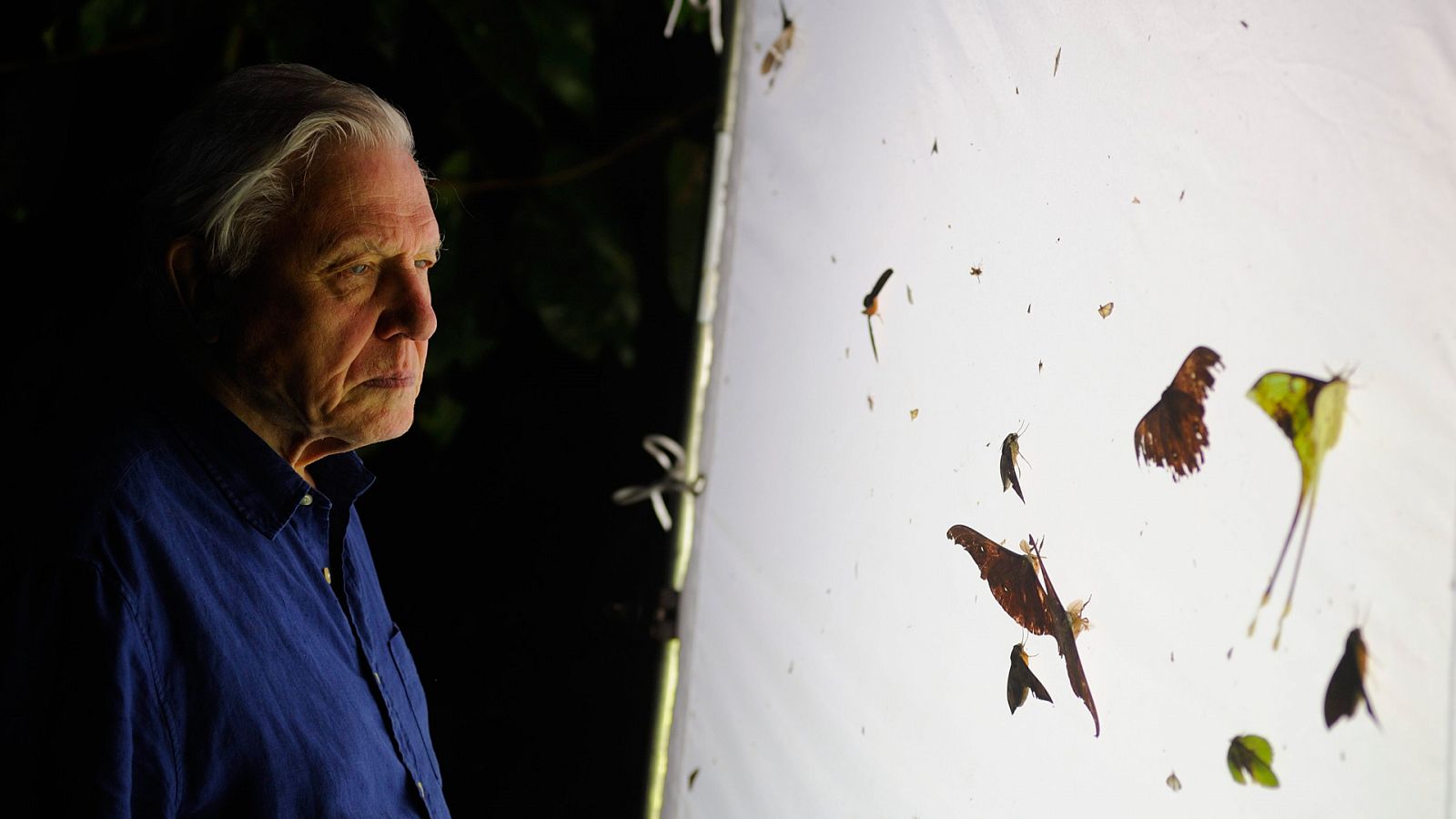 La conquista de los cielos de David Attenborough - Episodio 1: Los primeros en volar - Documental en RTVE