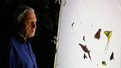 La conquista de los cielos de David Attenborough - Episodio 1: Los primeros en volar - ver ahora