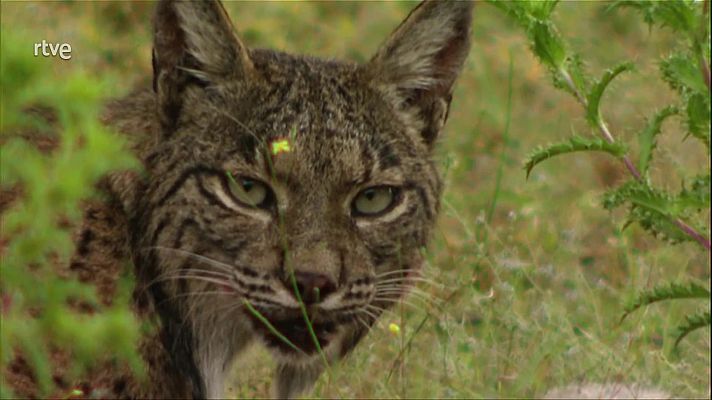 Los ojos del lince