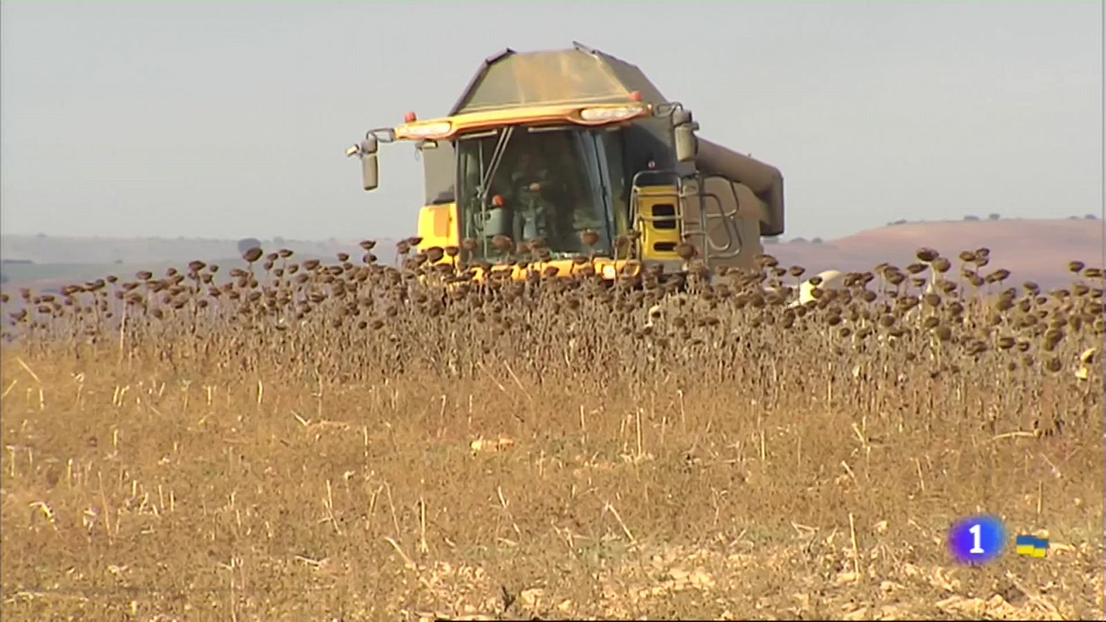 Maíz y girasol en tierras de barbecho - Ver ahora