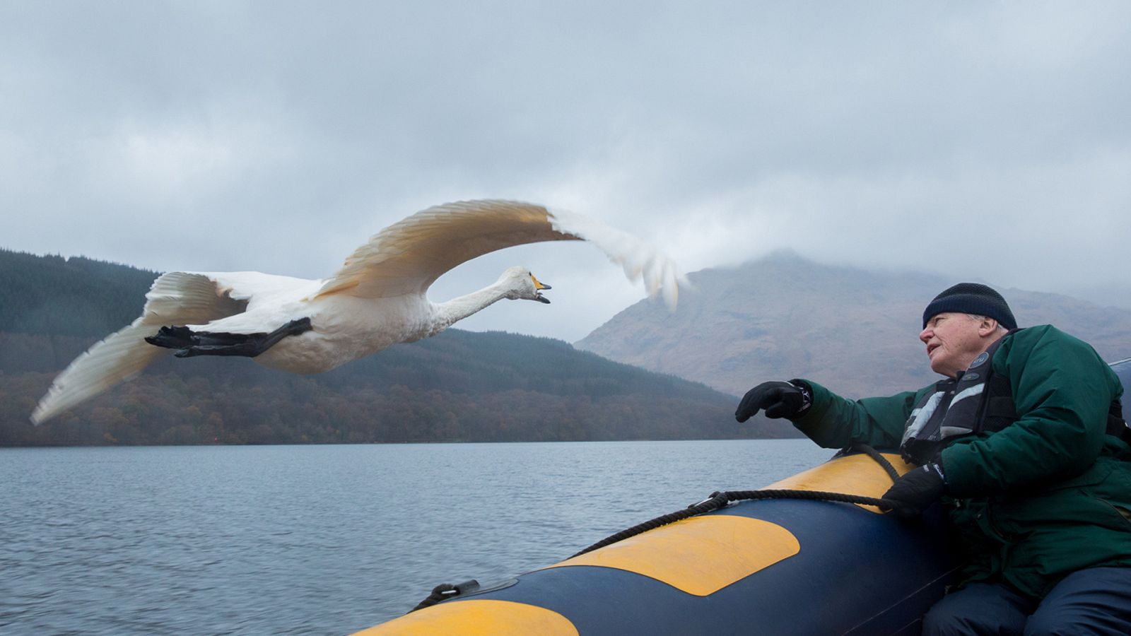 La conquista de los cielos de David Attenborough - Episodio 2: Rivales - ver ahora