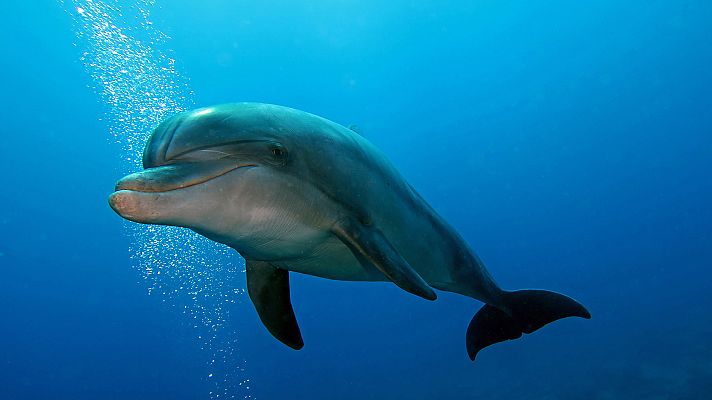 Supersentidos. Fuerzas especiales - Los especialistas