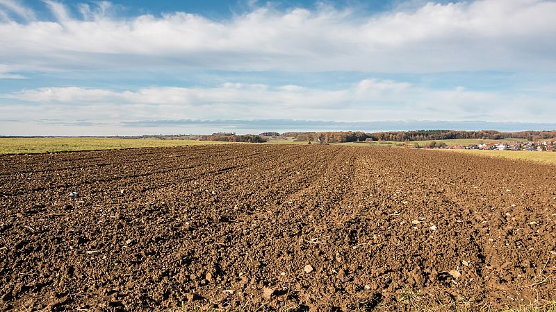 Los agricultores sugieren cultivar las tierras en barbecho para producir más cereales - Ver ahora