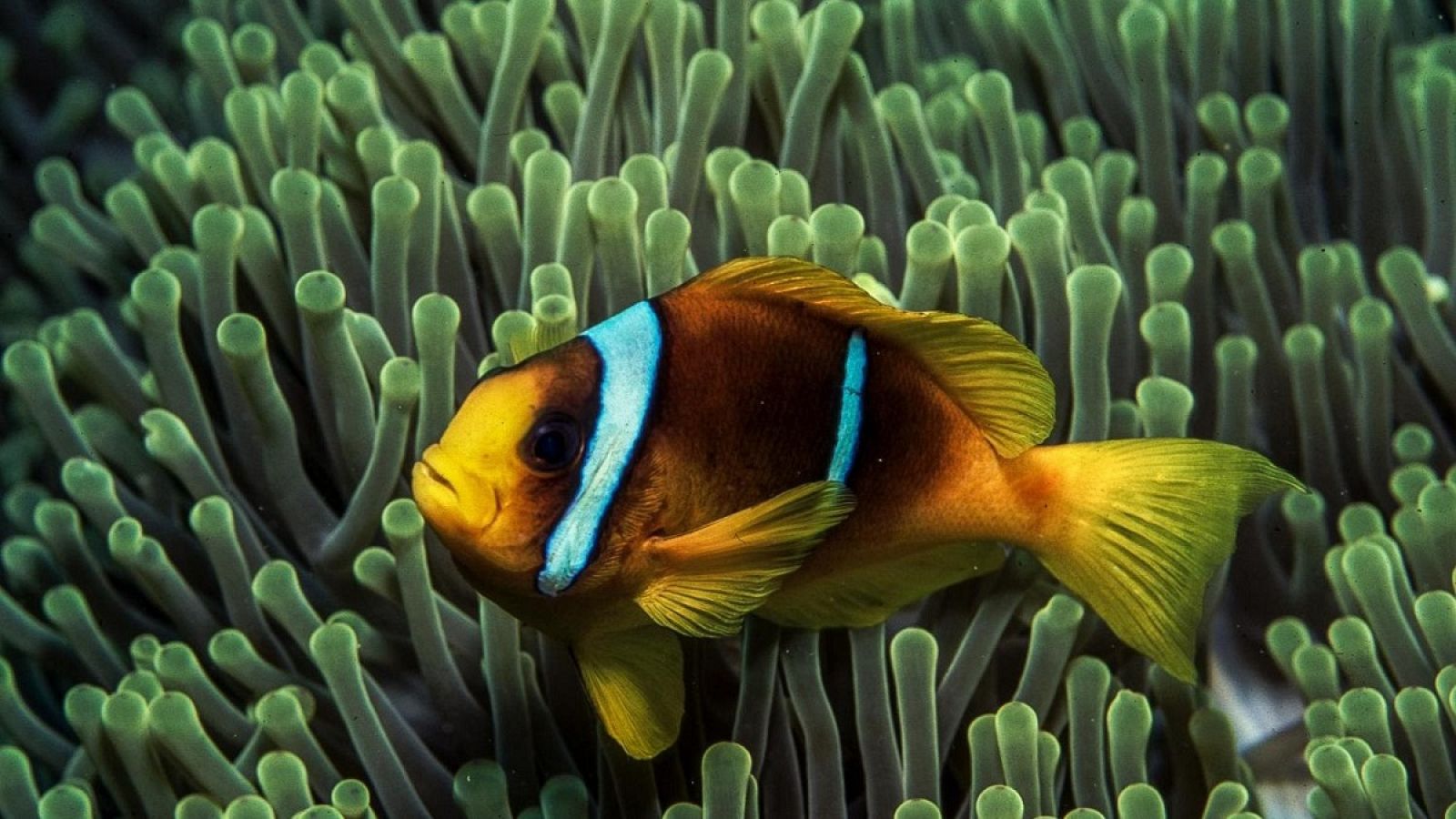 Som Documentals - Els regnes dels depredadors d'Àfrica: Els escolls