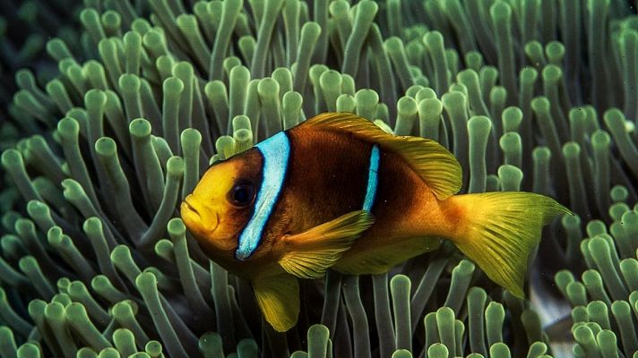 Som Documentals - Els regnes dels depredadors d'Àfrica: Els escolls