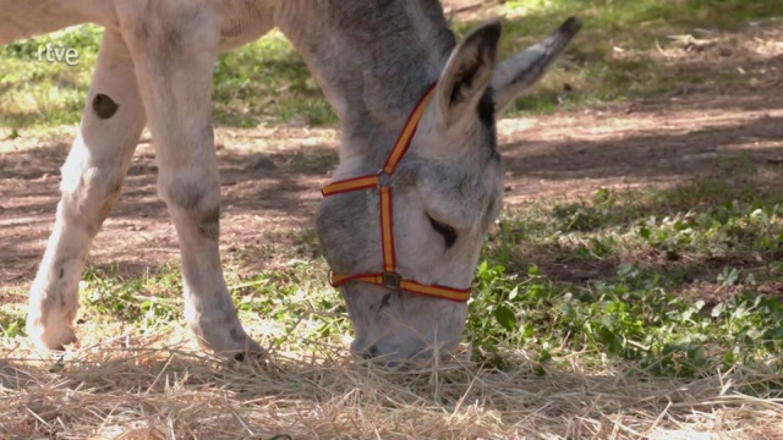 Aquí la Tierra - Terrícola, de bebé burrito a apuesto padre