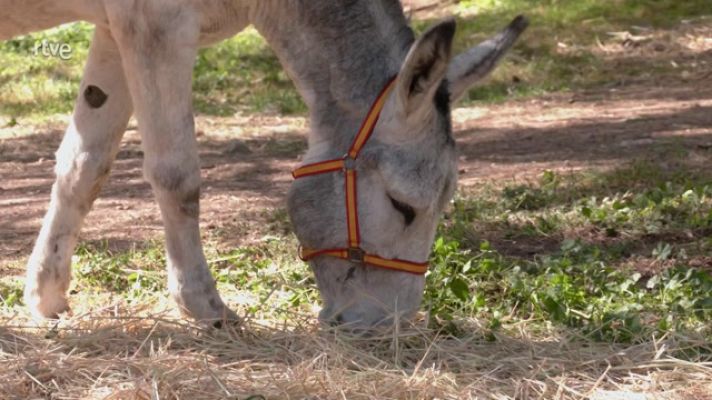 Aquí la Tierra - Terrícola, de bebé burrito a apuesto padre