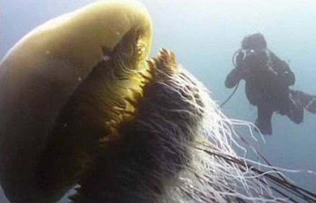 Medusas gigantes de 300 kilos