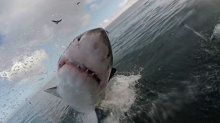 Tácticas para cazar de los tiburones