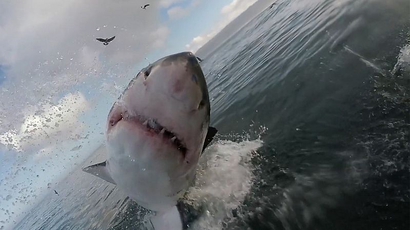 Que animal - El tiburón blanco, gran cazador de emboscada
