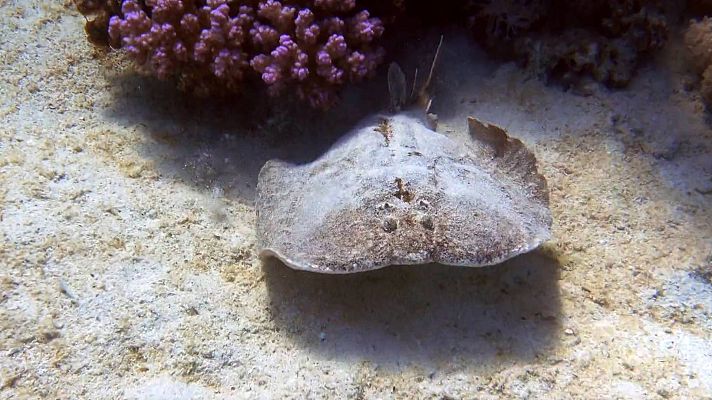 ¡Qué animal! - ¿Cómo se defienden los peces raya y los peces sierra?