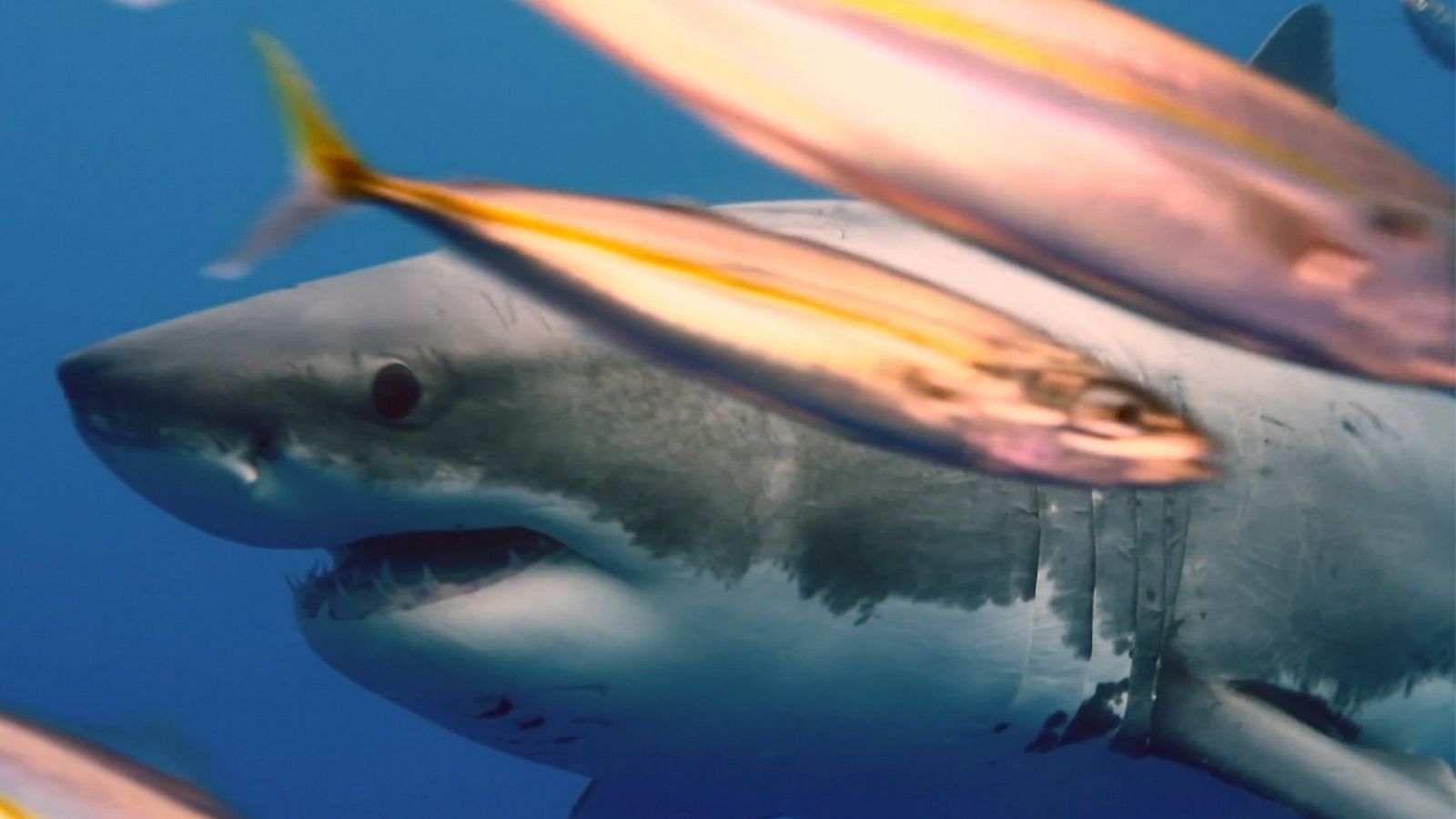 Que animal - El olfato de los tiburones