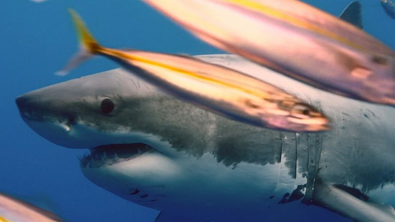Que animal - Los tiburones y la sangre