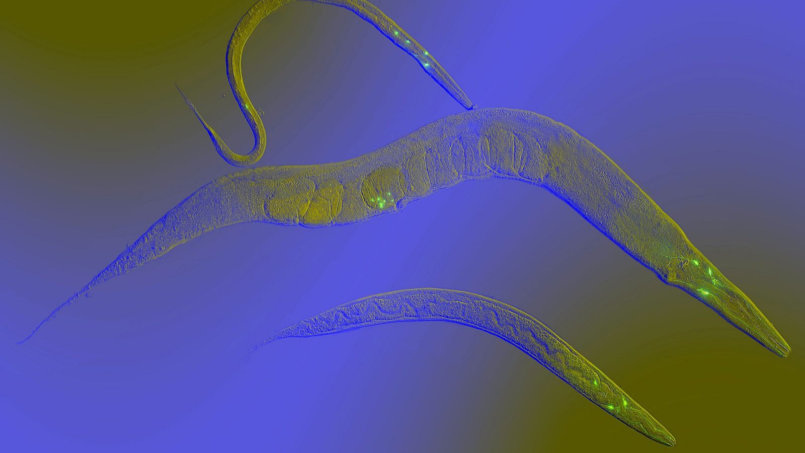 Ciencia RTVE, Evelyn Segura, Naturaleza, Animales, Ciencia y futuro, Qué animal, Curiosidades, suñeo, dormir, gusano,  sueño invertebrados