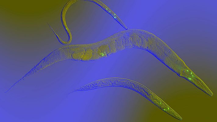 ¡Qué animal! - Los invertebrados también duermen