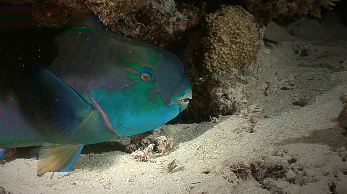 ¿Cómo duermen los peces?