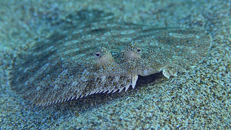 Que animal | Los peces planos