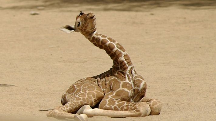 ¡Qué animal! - No estamos perdiendo el tiempo cuando dormimos