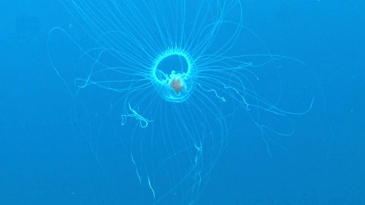 ¡Qué animal! - La medusa Turritopsis dohrnii y su inmortalidad