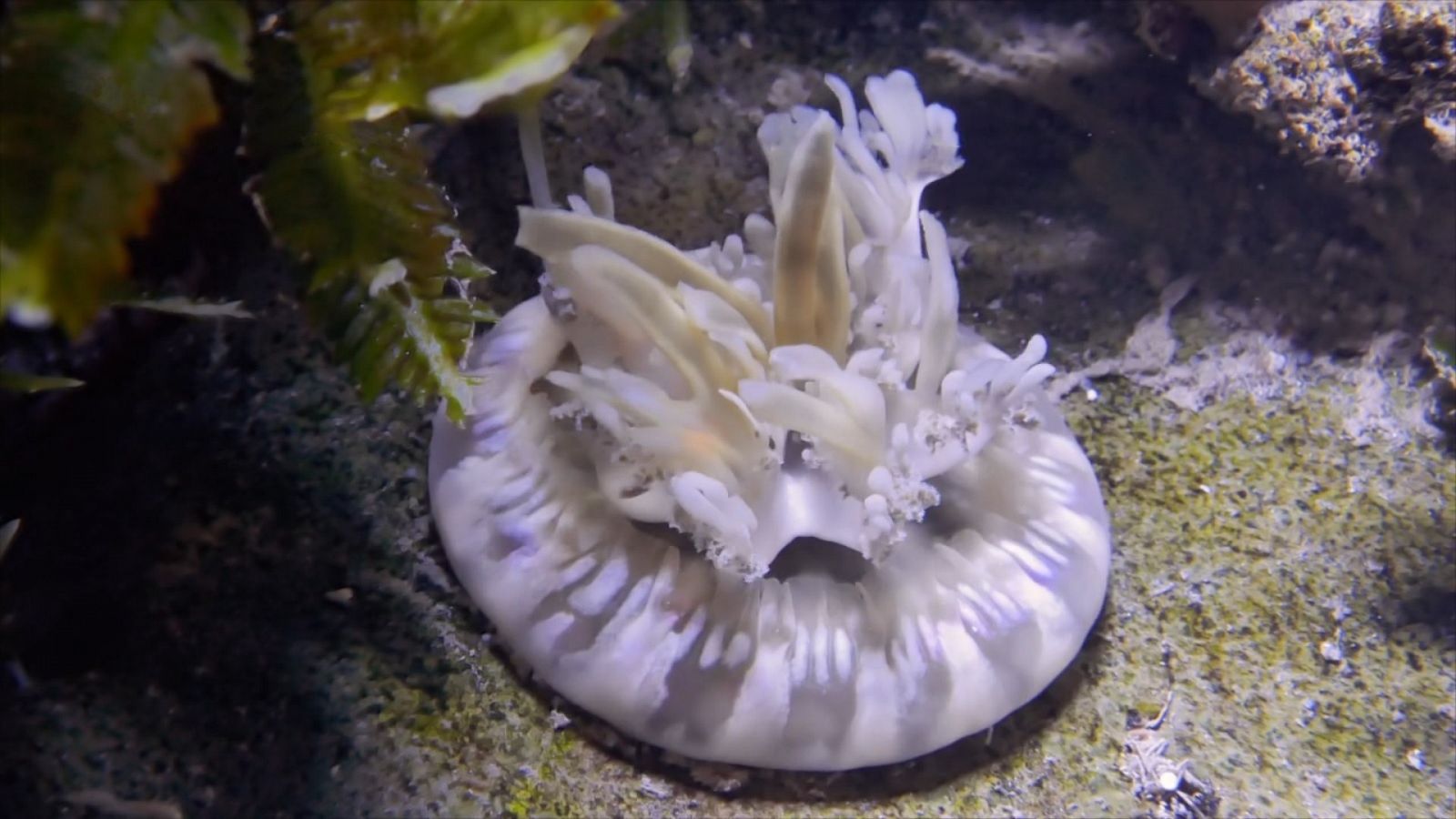 Las medusas invertidas se alimentan por fotosíntesis