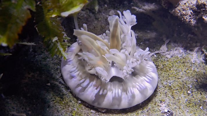 La medusa que se alimenta por fotosíntesis