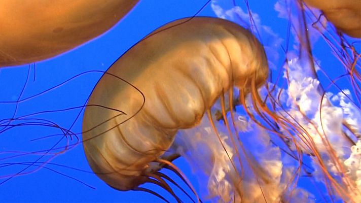 Las medusas no tienen ni cerebro ni corazón