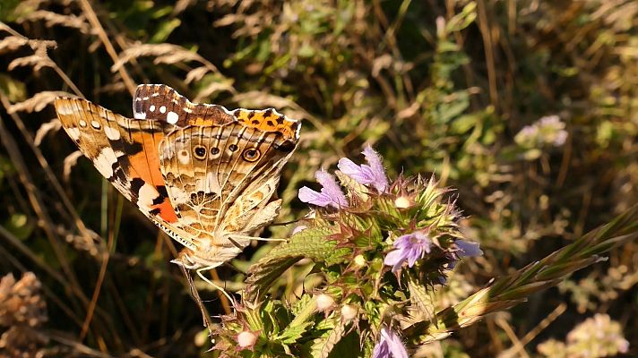 La mariposa cardera y su capacidad de volar