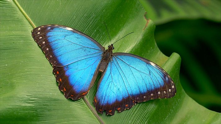 Los colores de las mariposas