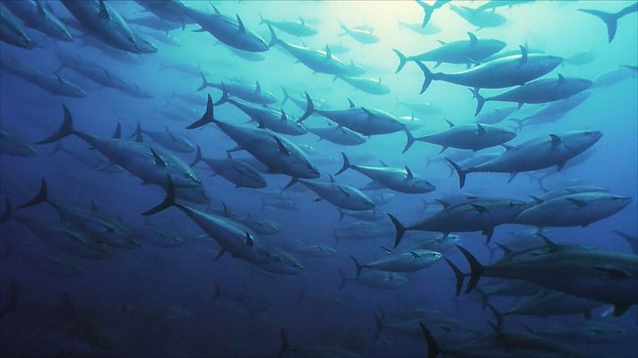 ¡Qué animal! - La estrategia de los bancos de peces