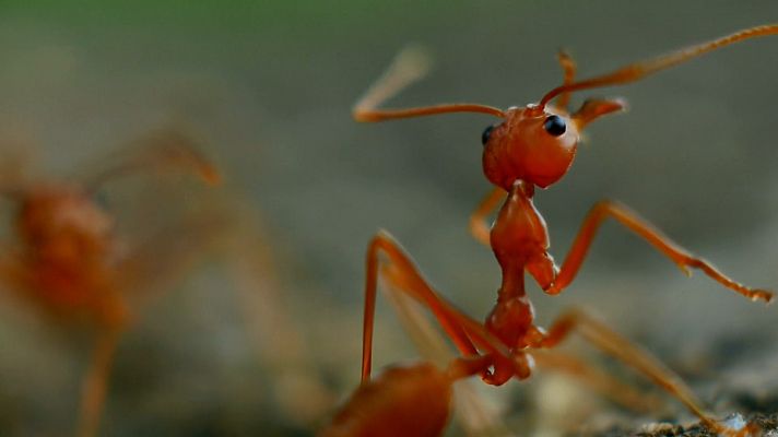 ¿Cómo consiguen las hormigas evitar atascos?