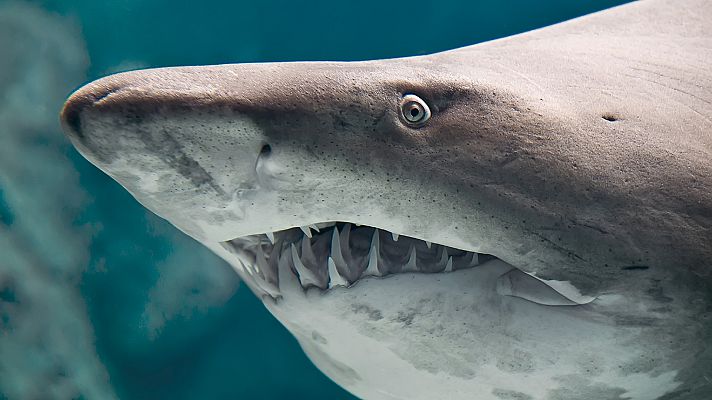 La dentadura de los tiburones no para de crecer... ¡nunca!